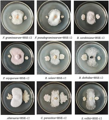 Isolation and identification of antagonistic Bacillus amyloliquefaciens HSE-12 and its effects on peanut growth and rhizosphere microbial community